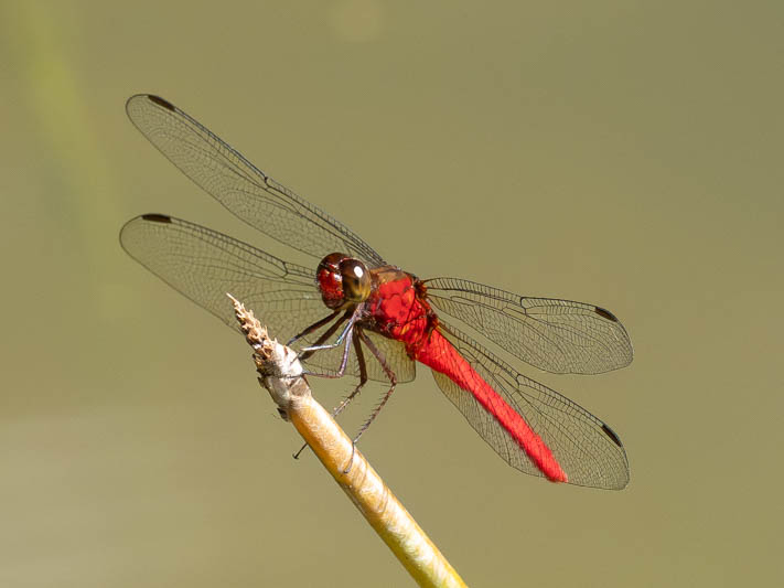 Rhodopygia hinei (Brilliant Redskimmer) male-3.jpg